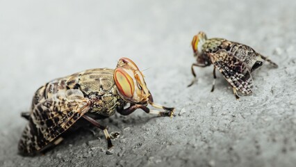 Signal fly standing on the ground showing its big red eyes.