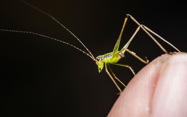 Green cricket standing on human finger.
