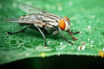 Close up a Common housefly on green leaf.