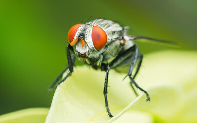 Close up a Common housefly on green leaf.