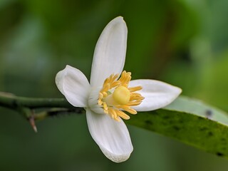 lime tree flowers bloom in the morning