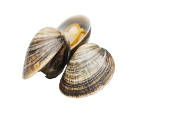 PNG Clams open to reveal soft meat on a white background