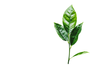 PNG Fresh green tea leaves on a plain background, showcasing their vibrant color and natural texture