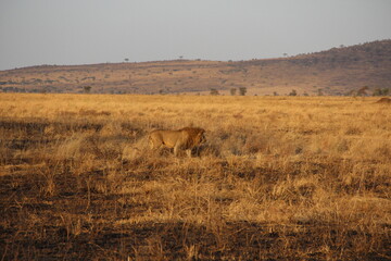 Fototapeta premium the lion in the grass in Africa