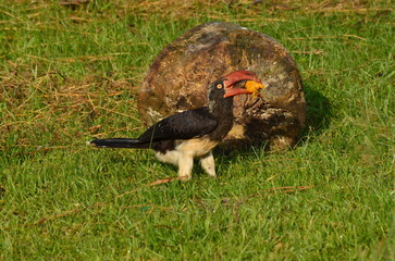 the toco toucan is eating 