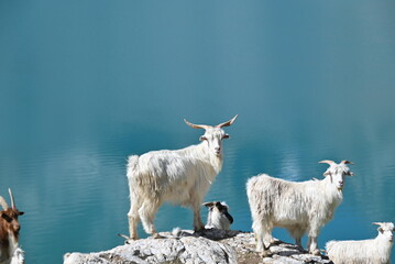 Obraz premium the goat next to the blue lake