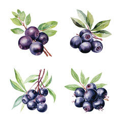 Watercolor Acai Berry Vector Illustration