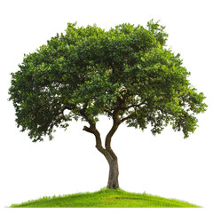 Obraz premium PNG Majestic tree standing on a grassy hill under clear skies