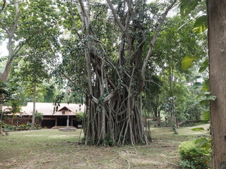 Big tree in the park of Muak Lek water fall, Muak Lek district, Saraburi, Thailand.