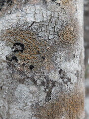 Rusty texture of tree trunk.