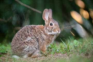 Grey small hare eating grass on summer field. Wild rabbit in nature