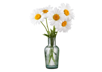 Daisies in glass vases isolated on a transparent or white background