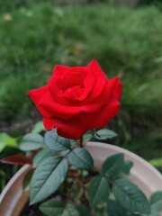 red rose in garden