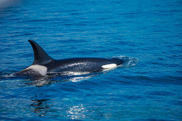 Fototapeta premium シャチ