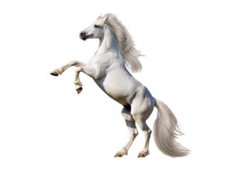 White unicorn rearing up on hind legs Fairytale creature 3d illustration isolated on a transparent or white background