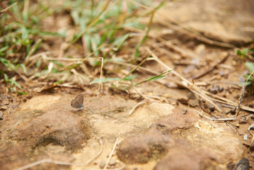 Small butterfly with a design in shades of brown with folded wings and blue when unfolded. It is standing resting on the ground. Shot taken in Santander, Colombia.