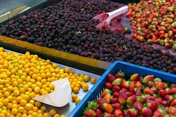 Display of strawberries, blackberries and cape gooseberries (Physalis peruviana L) in a local market in the city of Medellin, Colombia.