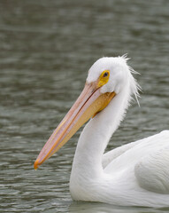 Close Up of the Head, Neck and Torso of an American White Pelican