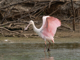 Juvenile Roseate Spoonbill with Wings Extended Wading in Shallow Water