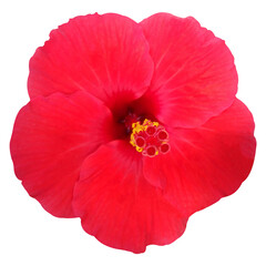 red hibiscus flower stock photo