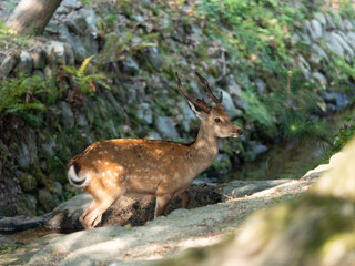 奈良公園の吉城川と鹿