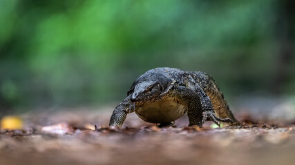 close up of a monitor lizard
