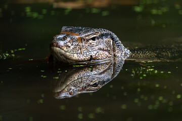 close up of a monitor lizard in the water