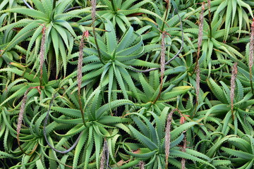Dense growth of prickly aloe vera plants on vertical wall. Location: Auckland New Zealand