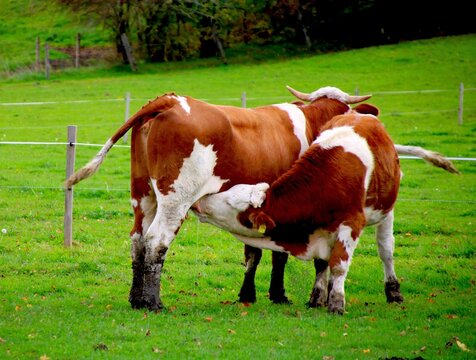artgerechte tierhaltung  mutterkuh haltung auf einer wiese