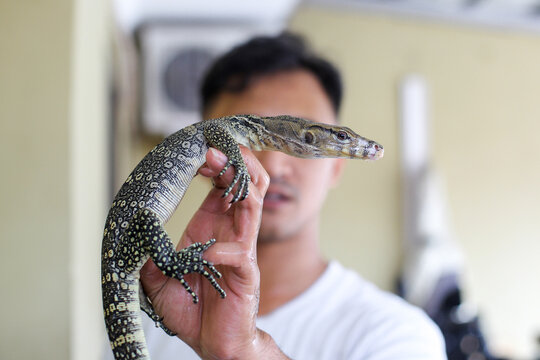 Close Up Of Juvenile Varanus Salvator Lizard On Man Fingers