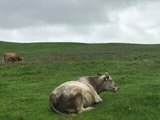 cows grazing in an Irrland meadow