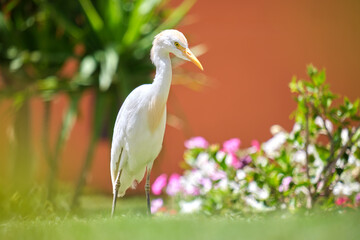 White cattle egret wild bird, also known as Bubulcus ibis walking on green lawn in summer