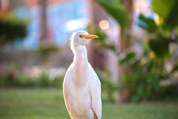 Obraz premium White cattle egret wild bird, also known as Bubulcus ibis walking on green lawn in summer