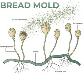 illustration of bread mold anatomy diagram