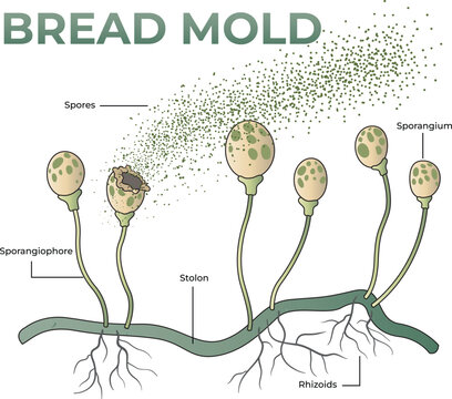 illustration of bread mold anatomy diagram