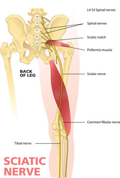 illustration of sciatic nerve diagram