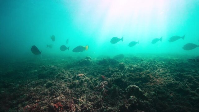 Pristine great barrier reef australia 2024