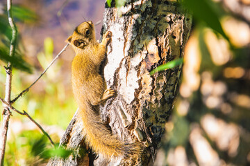 Squirrel climbing through the tree