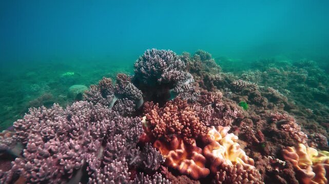 Pristine great barrier reef australia 2024