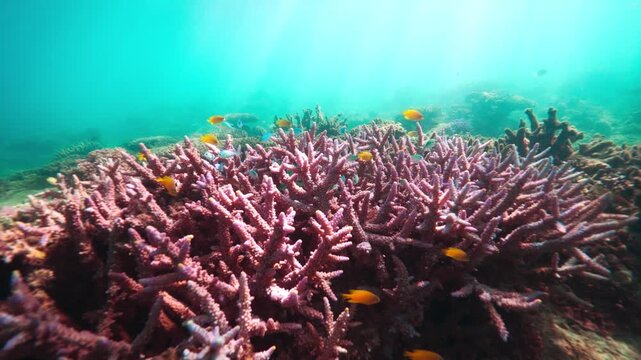 Pristine great barrier reef australia 2024