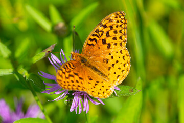 Great spangled fritillary butterfly on knapweed in New Hampshire.