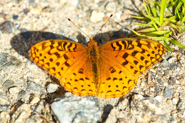Great spangled fritillary butterfly on knapweed in New Hampshire.