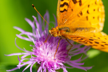 Great spangled fritillary butterfly on knapweed in New Hampshire.