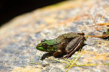 Green frog soaking up the sun in Newport, New Hampshire.