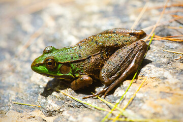 Green frog soaking up the sun in Newport, New Hampshire.