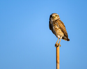 Owl perched on a stick