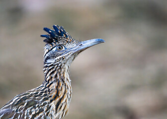 Portrait of a Roadrunner in the Sonoran Desert of Arizona. 