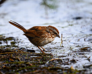 sparrow on the ground at a river