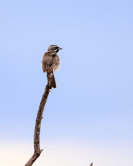 bird on a branch