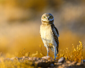 A young Burrowing Owl in the Arizona Desert